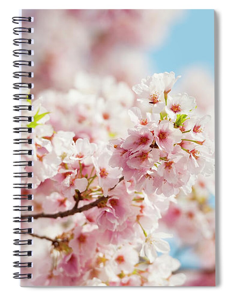 Scenics Spiral Notebook featuring the photograph Usa, Washington Dc, Cherry Tree In #3 by Tetra Images
