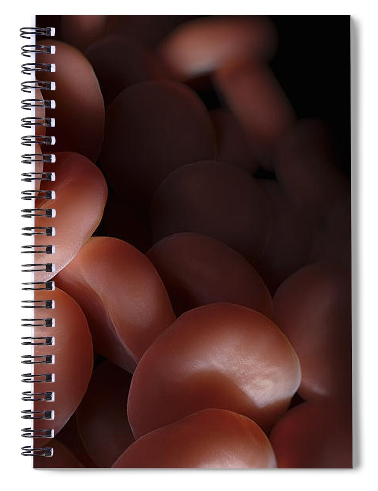 Red Blood Cells Spiral Notebook featuring the photograph Red Blood Cells #33 by Science Picture Co