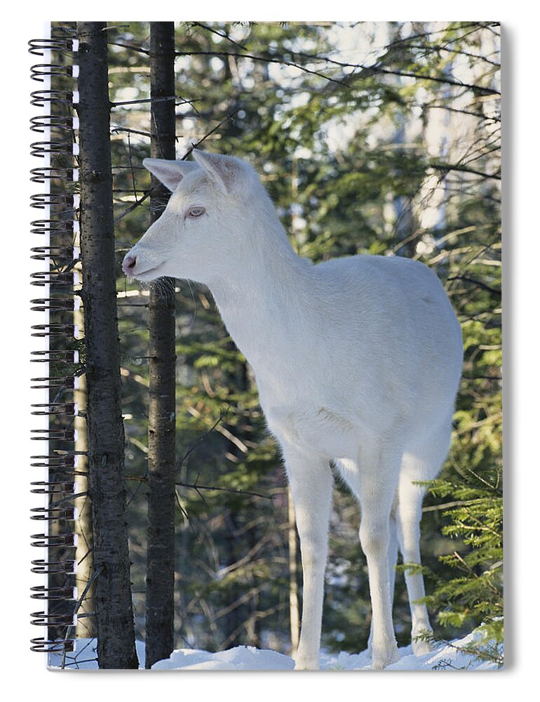 Albinic Spiral Notebook featuring the photograph Albino White-tailed Deer #4 by Thomas And Pat Leeson
