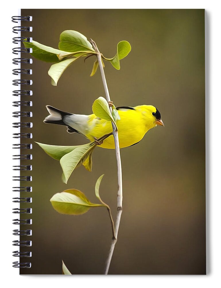 Goldfinch Spiral Notebook featuring the painting American Goldfinch by Christina Rollo