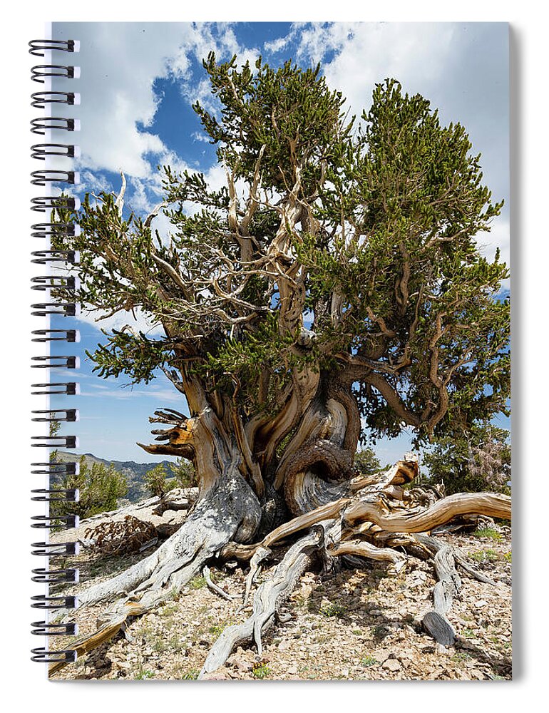 Photography Spiral Notebook featuring the photograph Ancient Bristlecone Pine Forest #4 by Panoramic Images