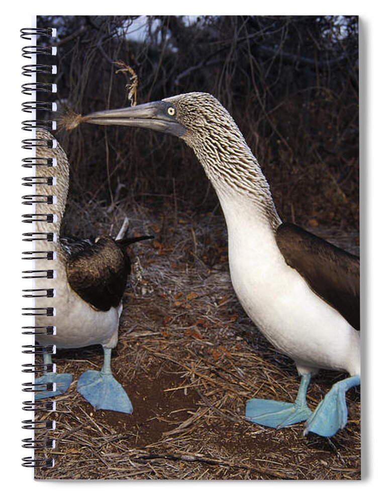 Feb0514 Spiral Notebook featuring the photograph Blue-footed Boobies Courting Galapagos #4 by Tui De Roy