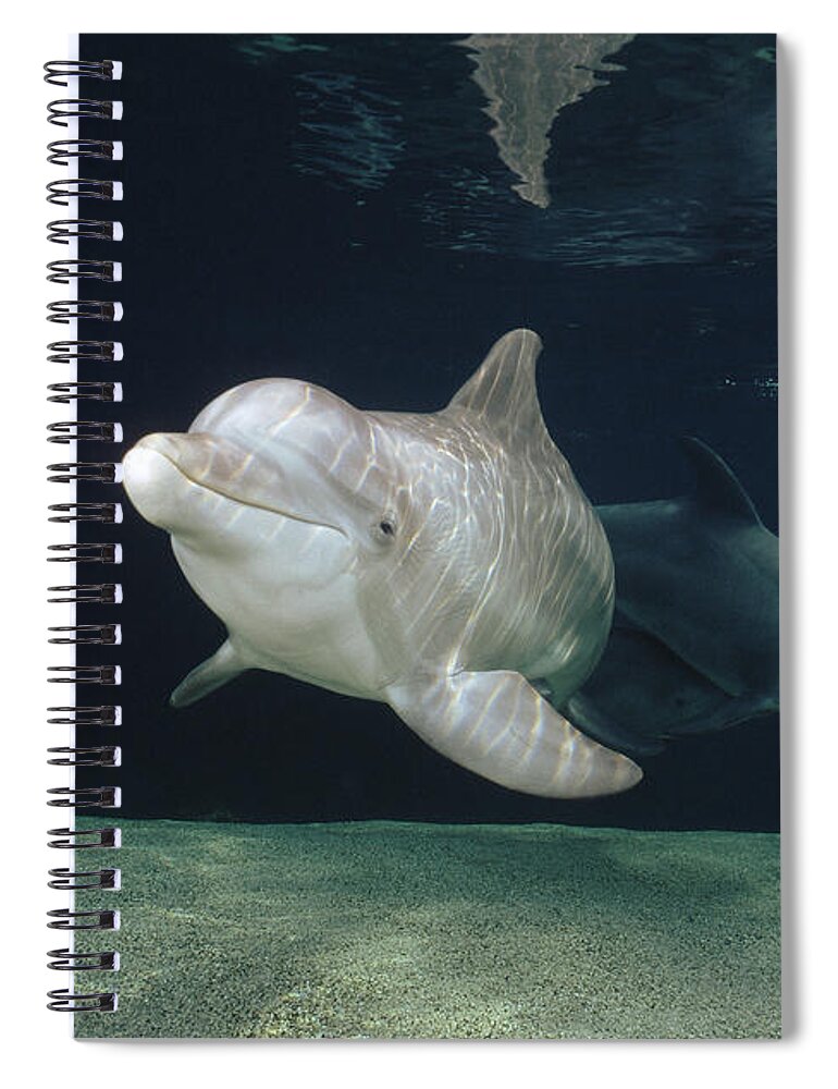 Feb0514 Spiral Notebook featuring the photograph Bottlenose Dolphin Pair Hawaii by Flip Nicklin