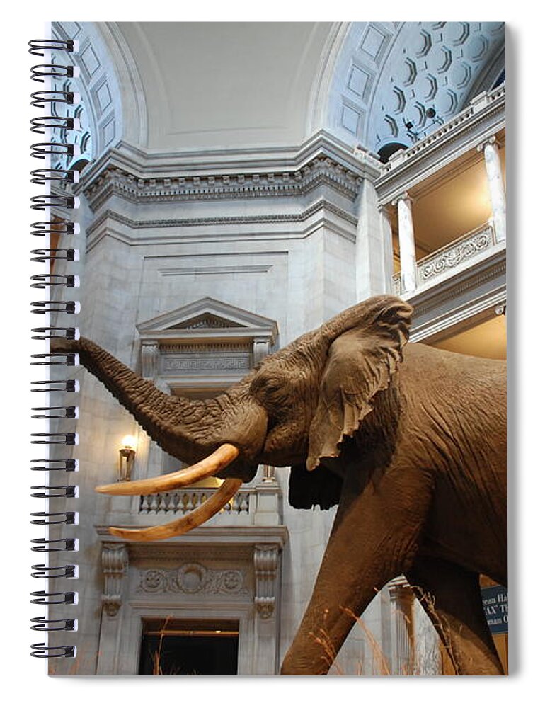 Bull Elephant Spiral Notebook featuring the photograph Bull Elephant in Natural History Rotunda by Kenny Glover