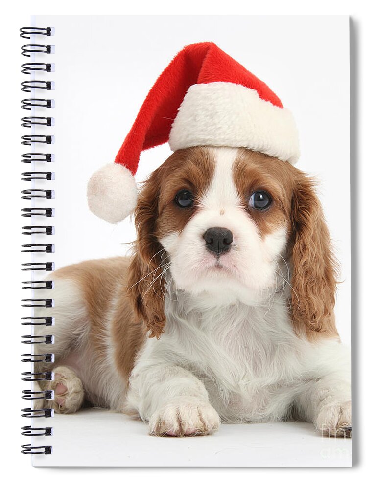 Nature Spiral Notebook featuring the photograph Cavalier King Charles Spaniel Puppy #4 by Mark Taylor