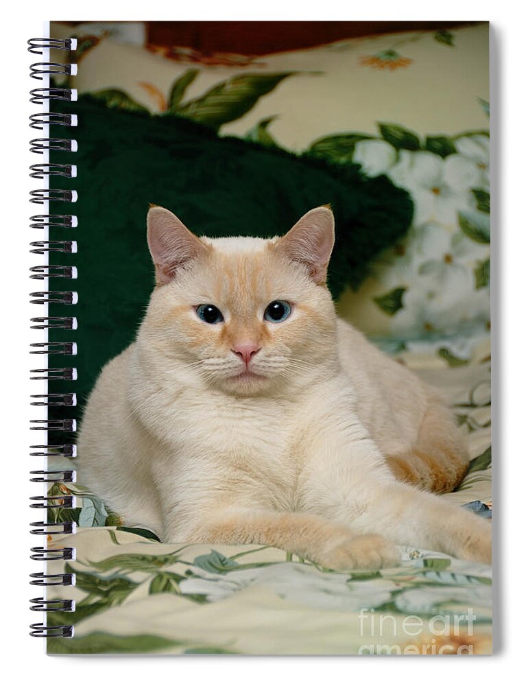 Blue Eyes Spiral Notebook featuring the photograph Flame Point Siamese Cat #4 by Amy Cicconi