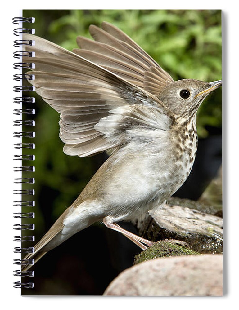American Wildlife Spiral Notebook featuring the photograph Gray-cheeked Thrush #4 by Anthony Mercieca