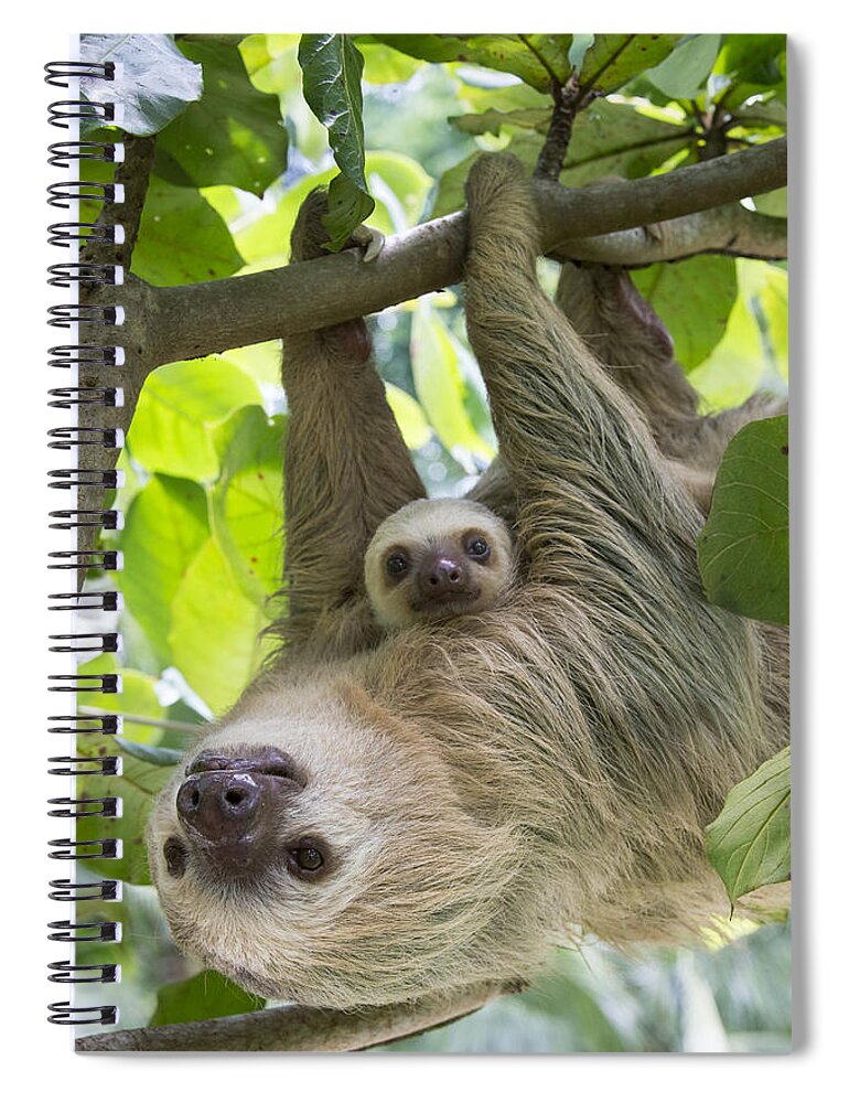 Suzi Eszterhas Spiral Notebook featuring the photograph Hoffmanns Two-toed Sloth And Old Baby #4 by Suzi Eszterhas