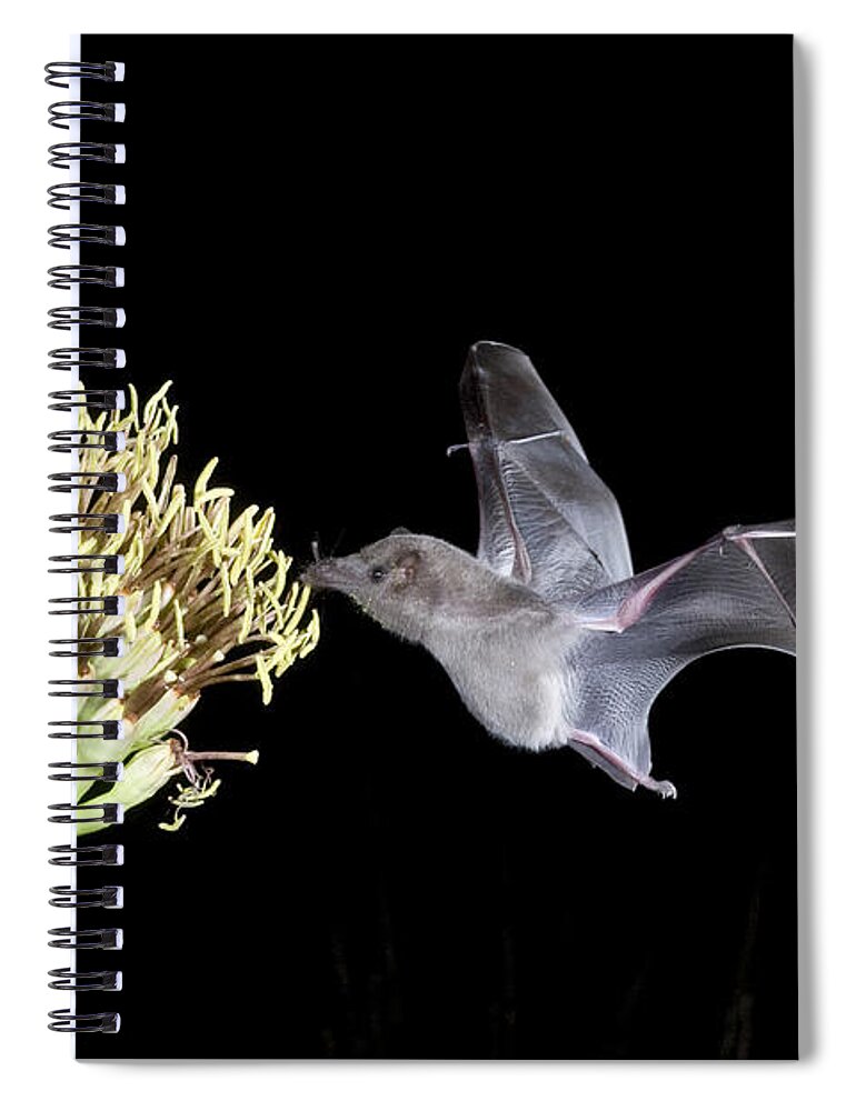 Agavaceae Spiral Notebook featuring the photograph Mexican Long-tongued Bat #4 by Craig K. Lorenz