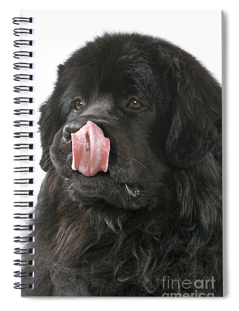 Newfoundland Spiral Notebook featuring the photograph Newfoundland Dog by Jean-Michel Labat