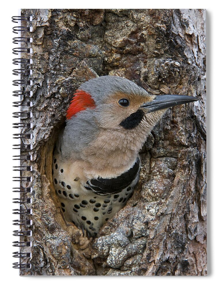 Michael Quinton Spiral Notebook featuring the photograph Northern Flicker In Nest Cavity Alaska by Michael Quinton