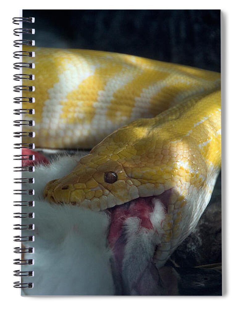 Animal Spiral Notebook featuring the photograph Python With Prey #4 by Mark Newman