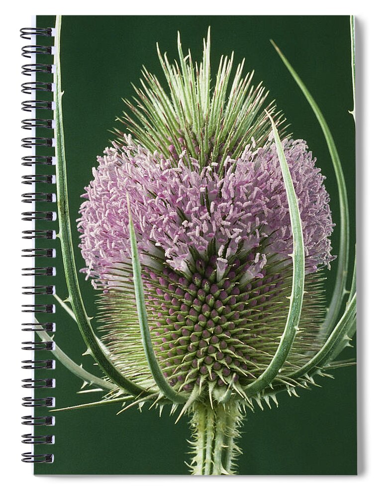 Botany Spiral Notebook featuring the photograph Teasel Flower #4 by Perennou Nuridsany