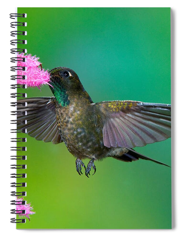 Animal Spiral Notebook featuring the photograph Tyrian Metaltail #4 by Anthony Mercieca