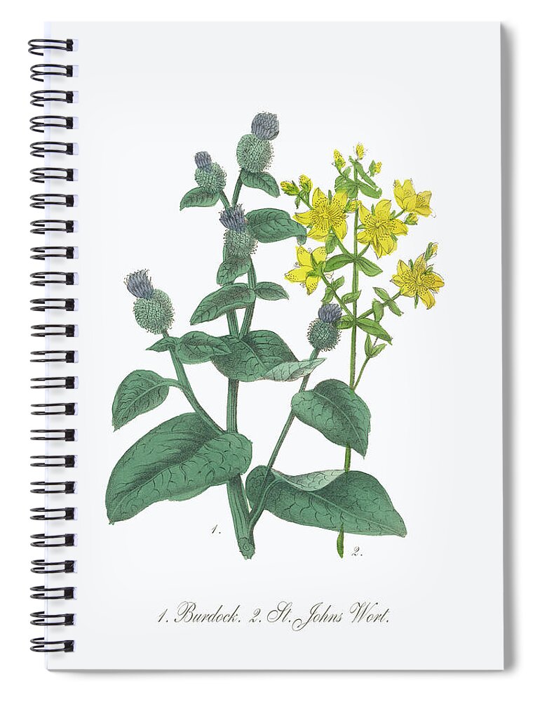 White Background Spiral Notebook featuring the digital art Victorian Botanical Illustration Of #4 by Bauhaus1000
