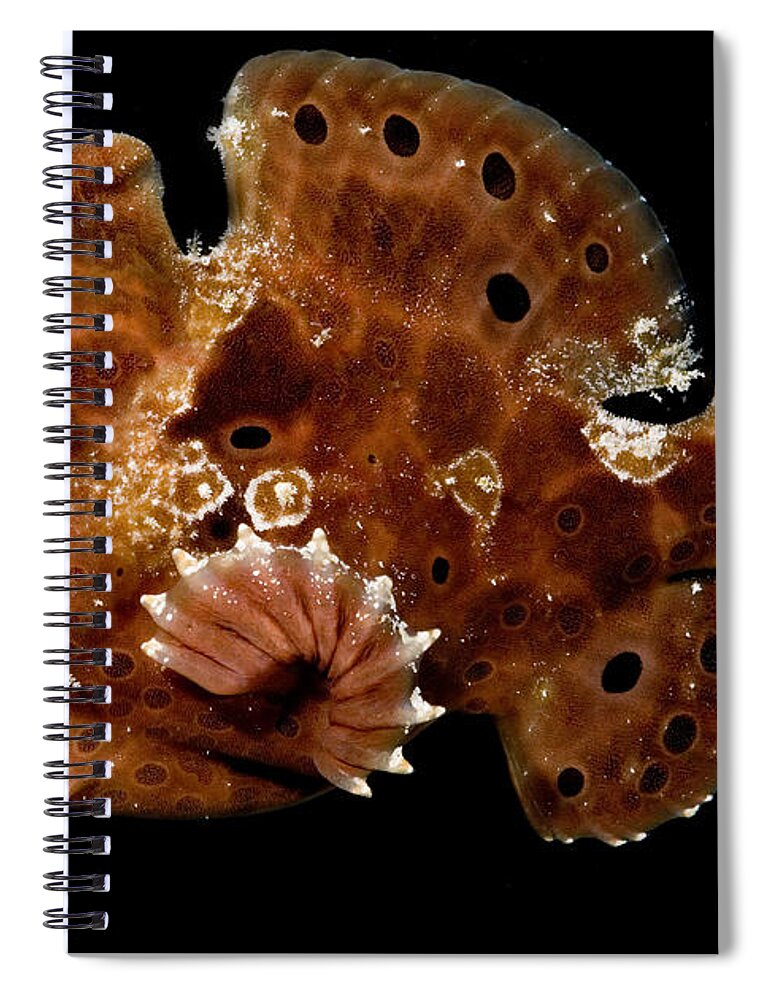Warty Frogfish Spiral Notebook featuring the photograph Warty Frogfish #4 by Dant Fenolio