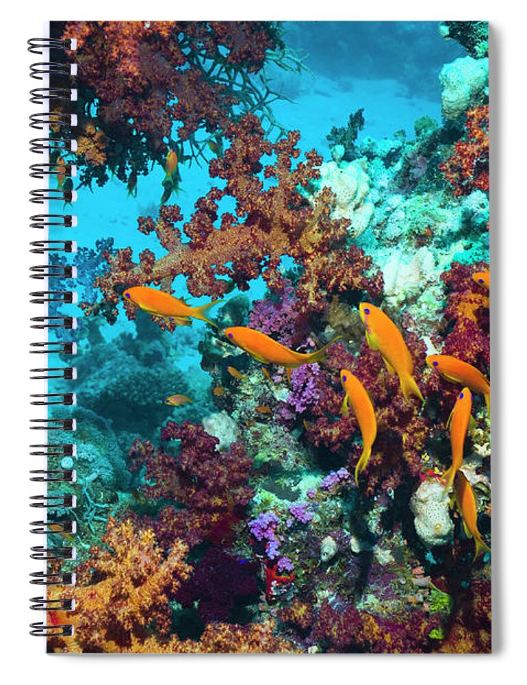 Tranquility Spiral Notebook featuring the photograph Coral Reef Scenery #41 by Georgette Douwma