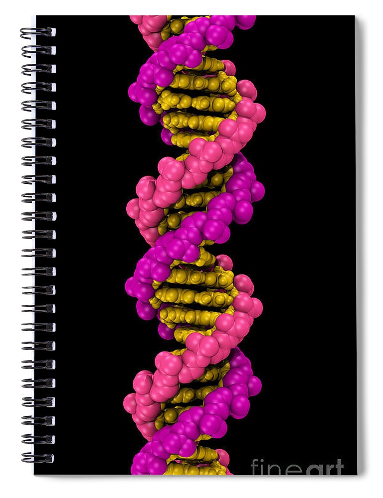 Adenine Spiral Notebook featuring the photograph 3d Dna Molecule #5 by Scott Camazine