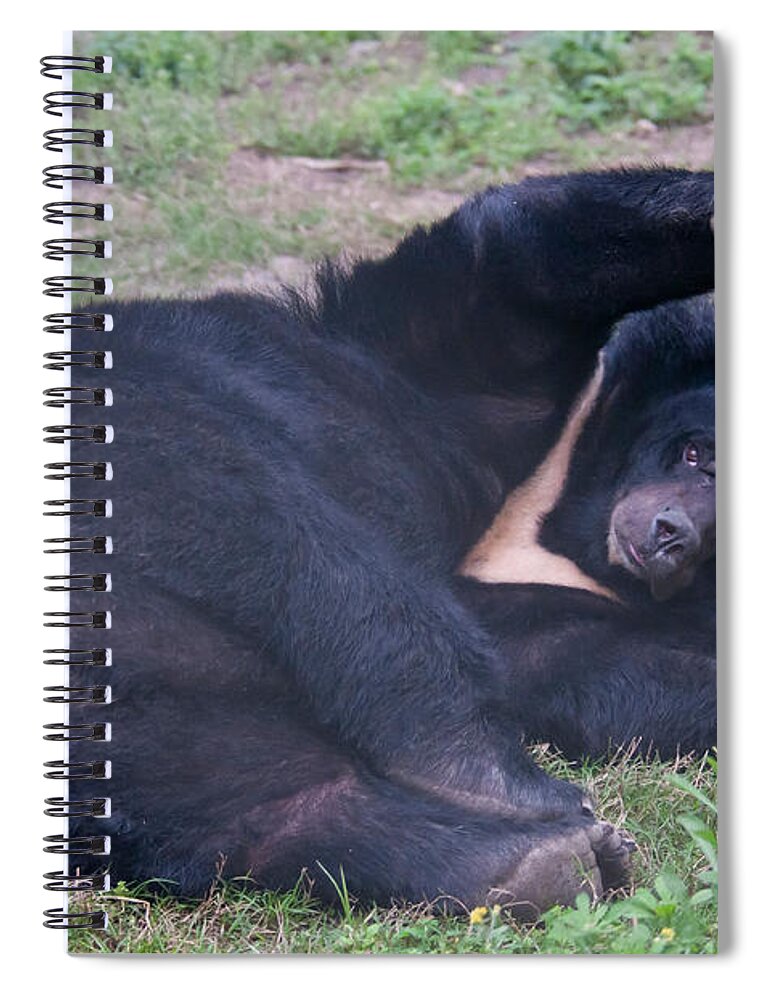 Nature Spiral Notebook featuring the photograph Asian Black Bear #5 by Mark Newman