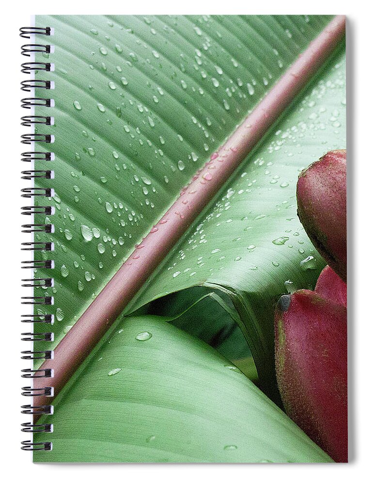 Banana Spiral Notebook featuring the photograph Banana Leaf by Heiko Koehrer-Wagner