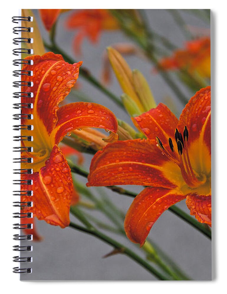 Day Lilly Spiral Notebook featuring the photograph Day Lilly by William Norton