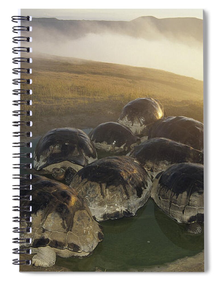 Feb0514 Spiral Notebook featuring the photograph Galapagos Giant Tortoise Wallowing #5 by Tui De Roy