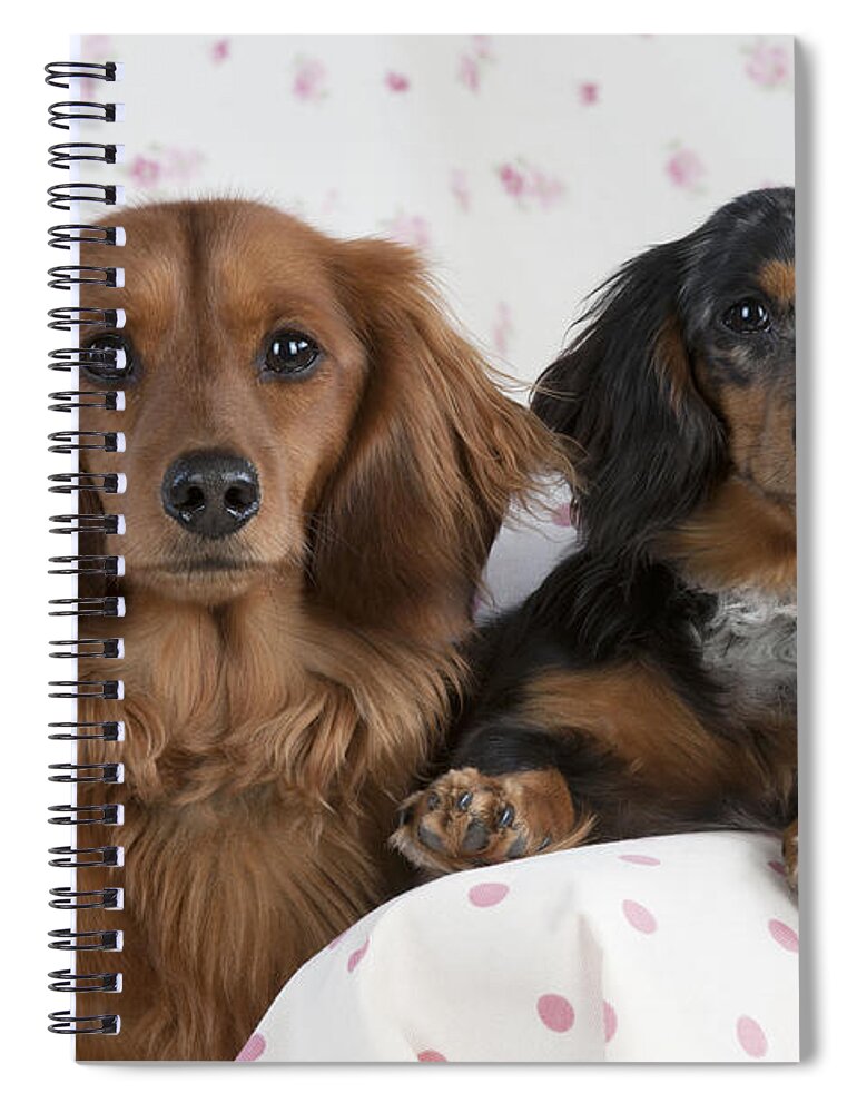 Dachshund Spiral Notebook featuring the photograph Miniature Long-haired Dachshunds by John Daniels