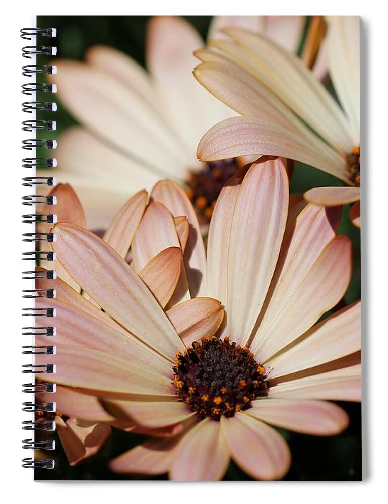 Osteospermum Spiral Notebook featuring the photograph Osteospermum named Sunadora Palermo #5 by J McCombie
