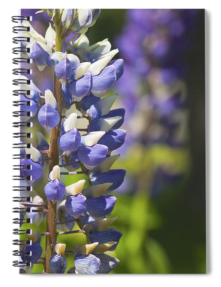 Lupine Spiral Notebook featuring the photograph Purple Lupine Flowers #5 by Keith Webber Jr