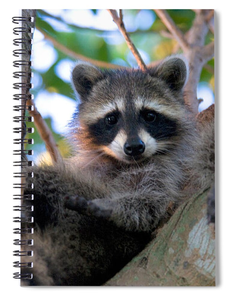 Nature Spiral Notebook featuring the photograph Raccoon #5 by Mark Newman