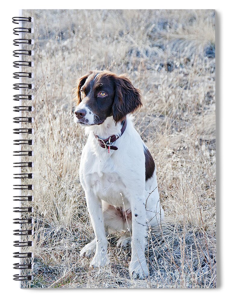 Nature Spiral Notebook featuring the photograph Springer Spaniel #5 by William H. Mullins