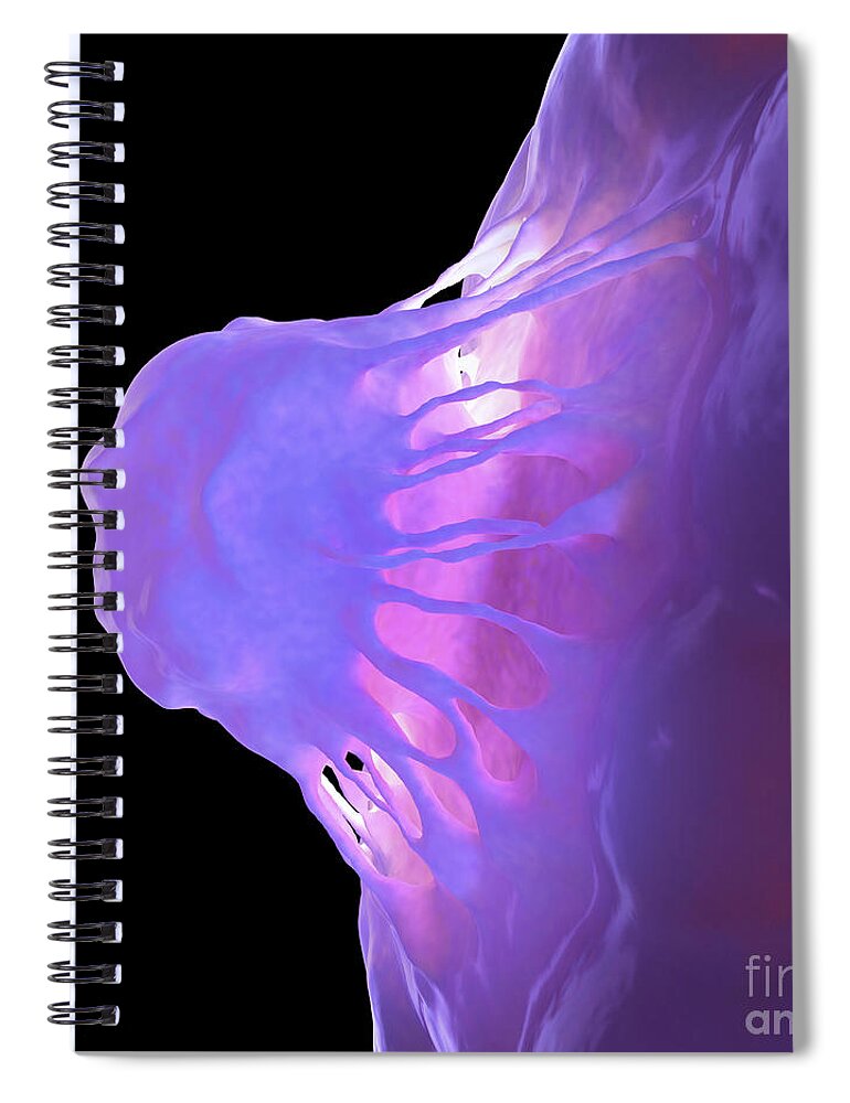 Cell Spiral Notebook featuring the photograph Stem Cells #5 by Science Picture Co
