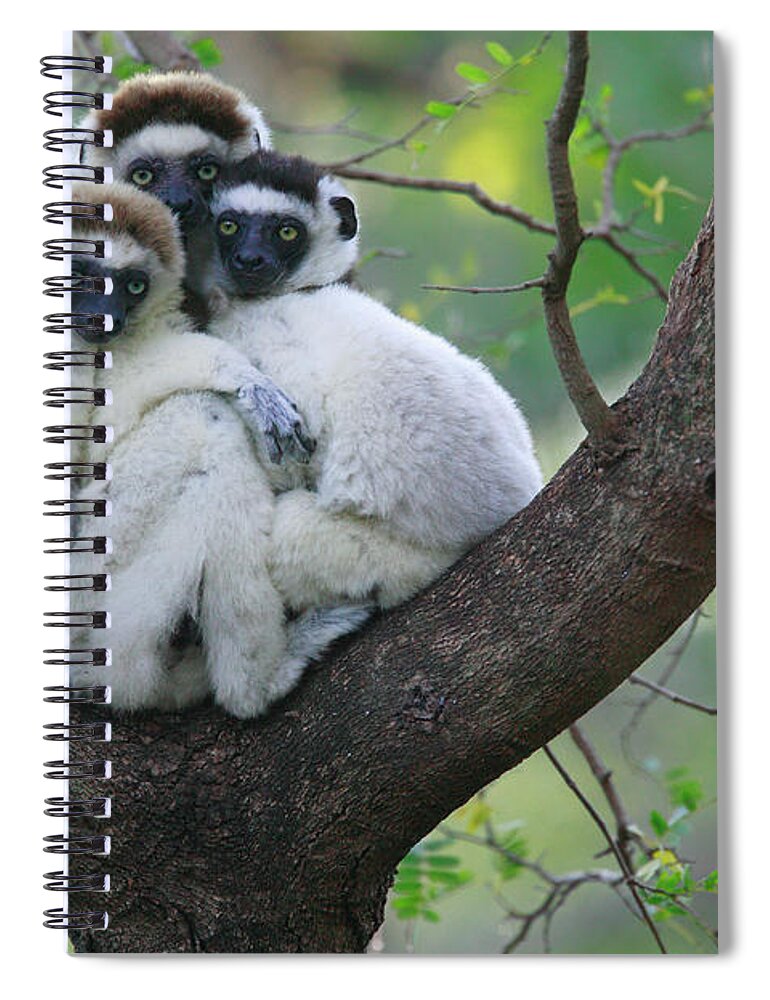 Jh Spiral Notebook featuring the photograph Verreauxs Sifakas Cuddling by Cyril Ruoso