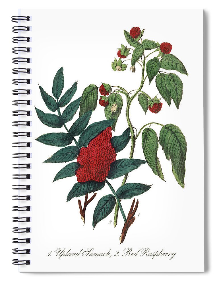 White Background Spiral Notebook featuring the digital art Victorian Botanical Illustration Of #5 by Bauhaus1000