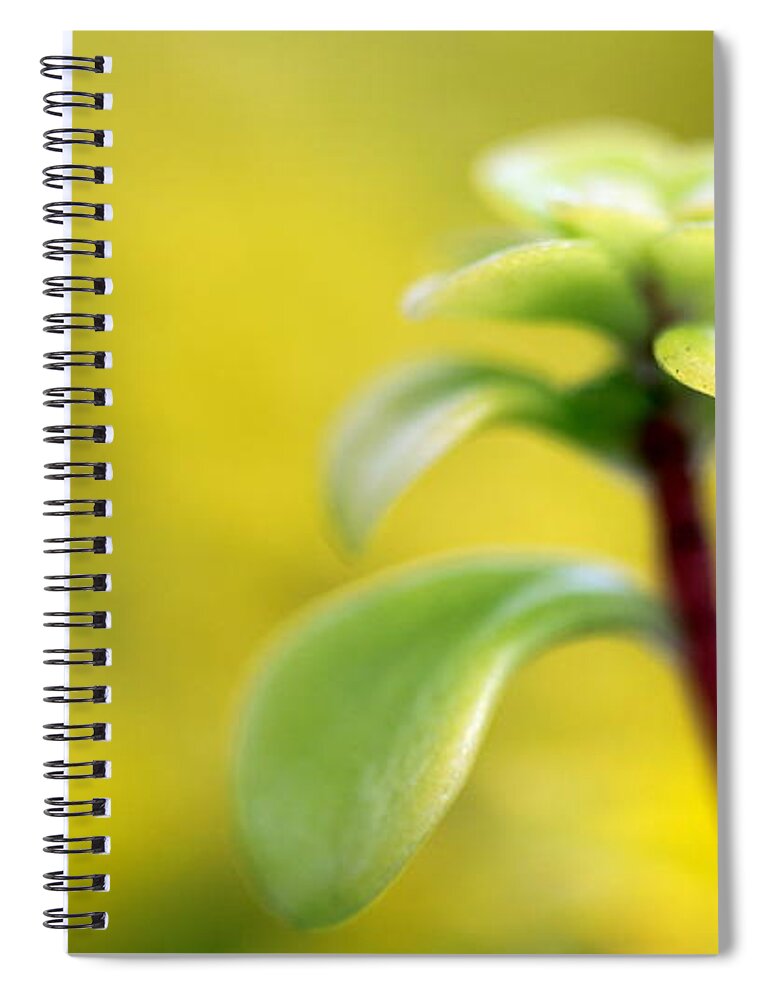 Sedum Spiral Notebook featuring the photograph Yellow Sedum #5 by Henrik Lehnerer