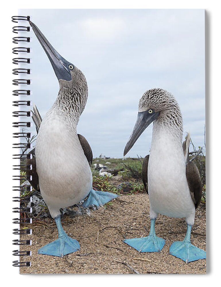 531676 Spiral Notebook featuring the photograph Blue-footed Booby Courtship Dance by Tui De Roy