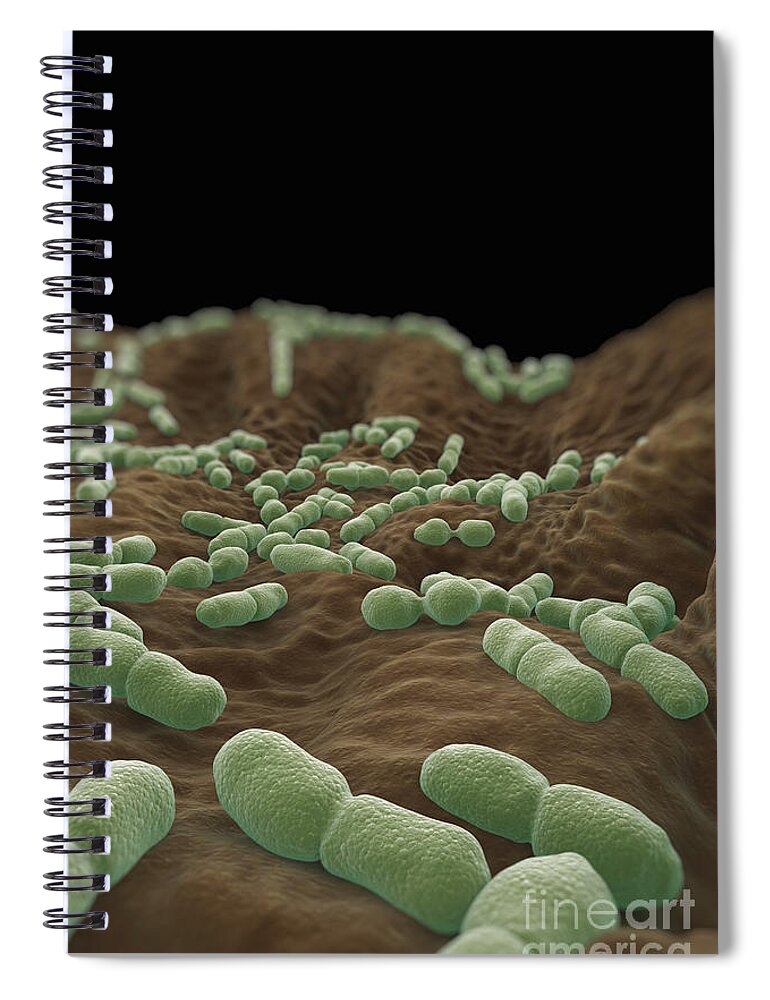 Gram-positive Spiral Notebook featuring the photograph Listeria Bacteria #6 by Science Picture Co