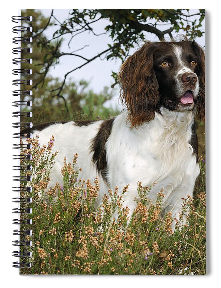 Dog Spiral Notebook featuring the photograph English Springer Spaniel #7 by John Daniels