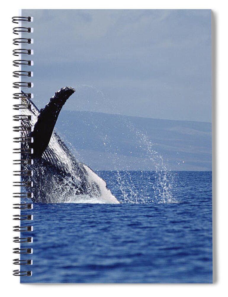 Feb0514 Spiral Notebook featuring the photograph Humpback Whale Breaching Maui Hawaii #7 by Flip Nicklin