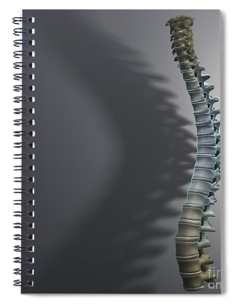 Anatomical Model Spiral Notebook featuring the photograph Spinal Anatomy #7 by Science Picture Co