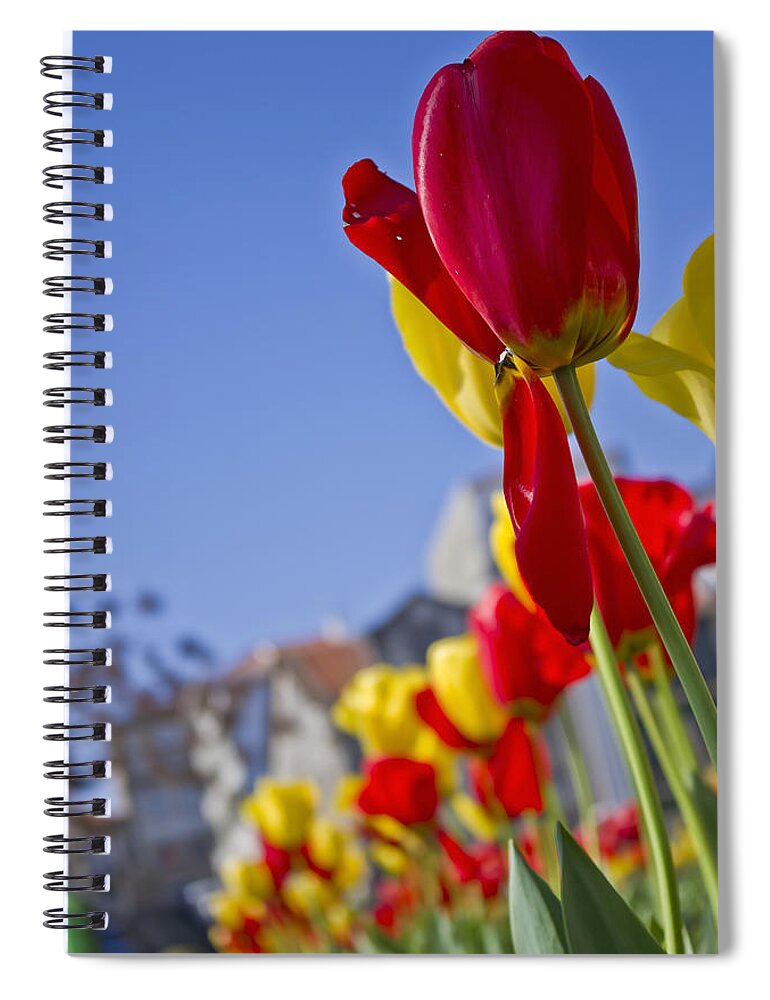 Nature Spiral Notebook featuring the photograph Tulips #7 by Paulo Goncalves