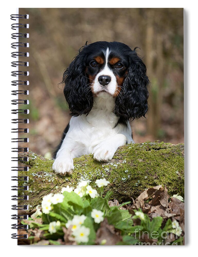 Dog Spiral Notebook featuring the photograph Cavalier King Charles Spaniel #8 by John Daniels