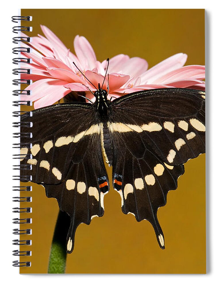 Giant Swallowtail Butterfly Spiral Notebook featuring the photograph Giant Swallowtail Butterfly #8 by Millard H. Sharp