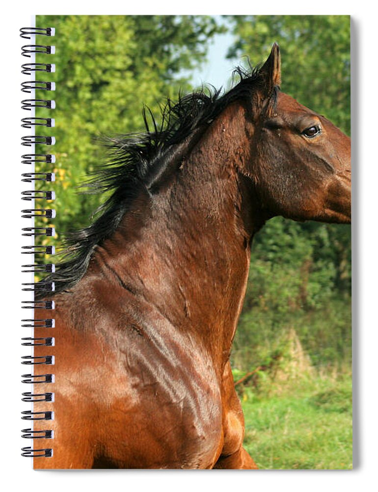 Horse Spiral Notebook featuring the photograph The Bay Horse #8 by Ang El