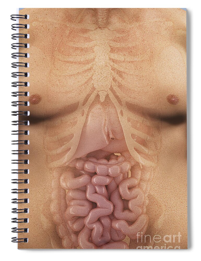 Unhealthy Spiral Notebook featuring the photograph Obesity #93 by Science Picture Co