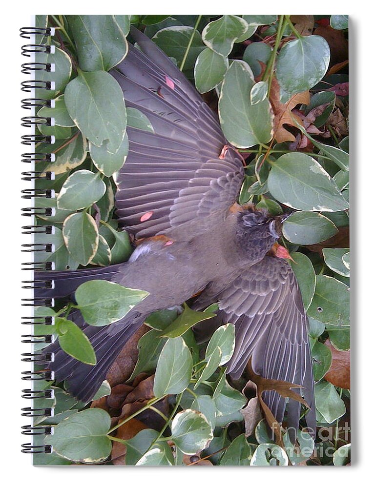 Bird Spiral Notebook featuring the photograph A Beautiful Spirit by Barbara Plattenburg