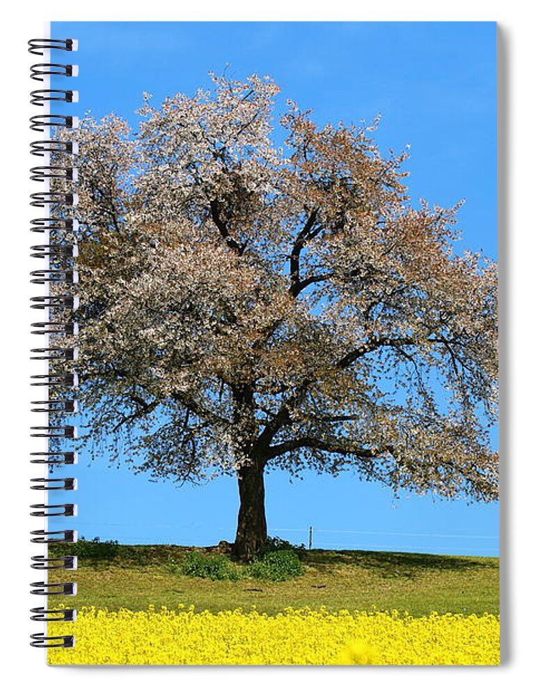  Agriculture Spiral Notebook featuring the photograph A blooming lone Tree in Spring with canolas in front 2 by Amanda Mohler