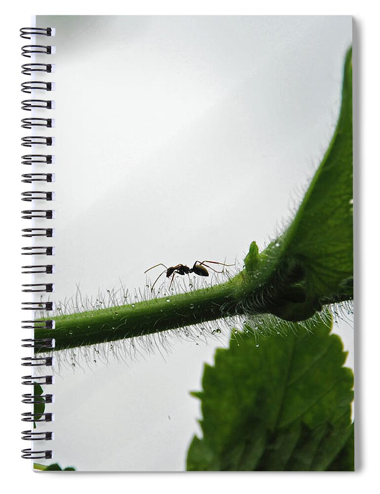 Insect Spiral Notebook featuring the photograph A Bugs Life by Gopan G Nair