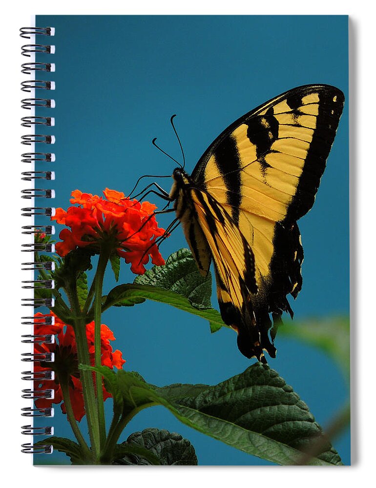 A Butterfly Spiral Notebook featuring the photograph A Butterfly by Raymond Salani III