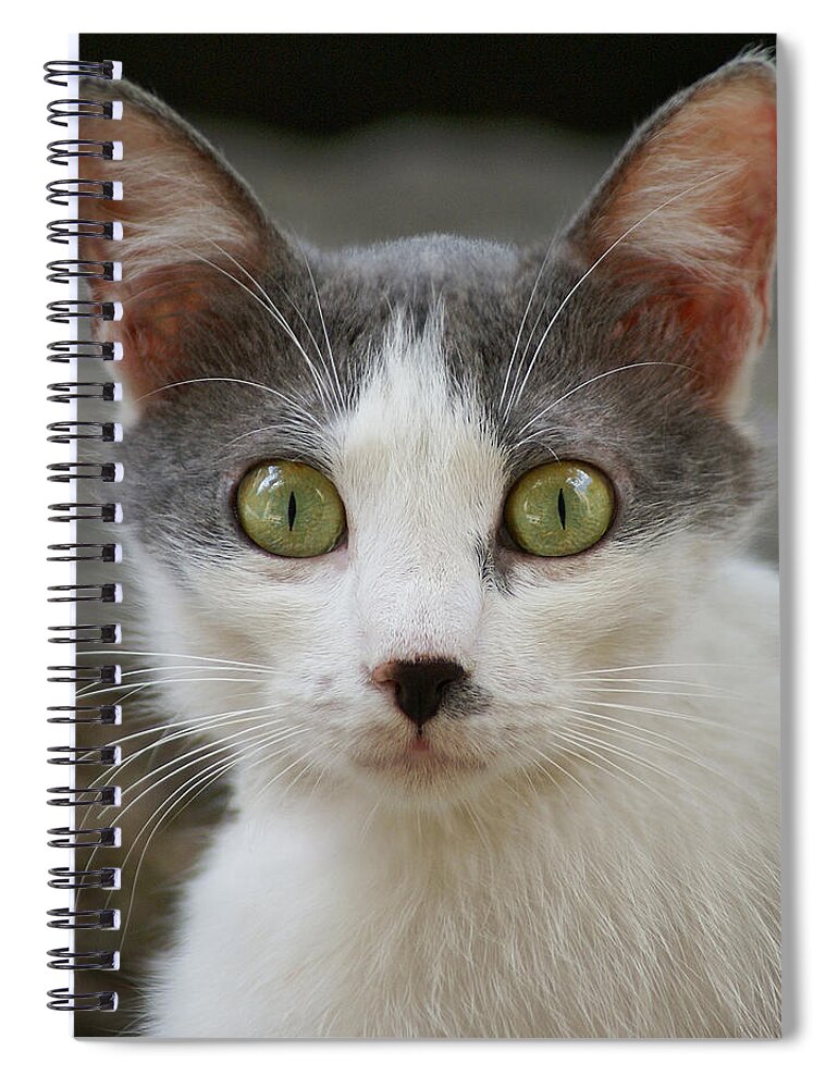 Pets Spiral Notebook featuring the photograph A Cat by Dragan Todorovic